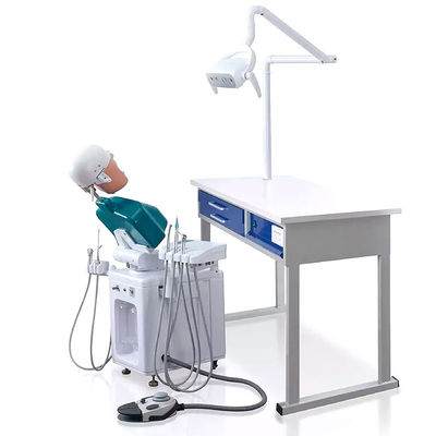 OEM ปฏิบัติ Phantom Head จำลองทันตกรรม A1 A3 A15 สำหรับนักเรียน